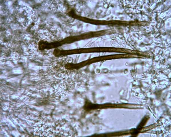 Schizophora paradoxa parassitata da Colletotrichum sp.